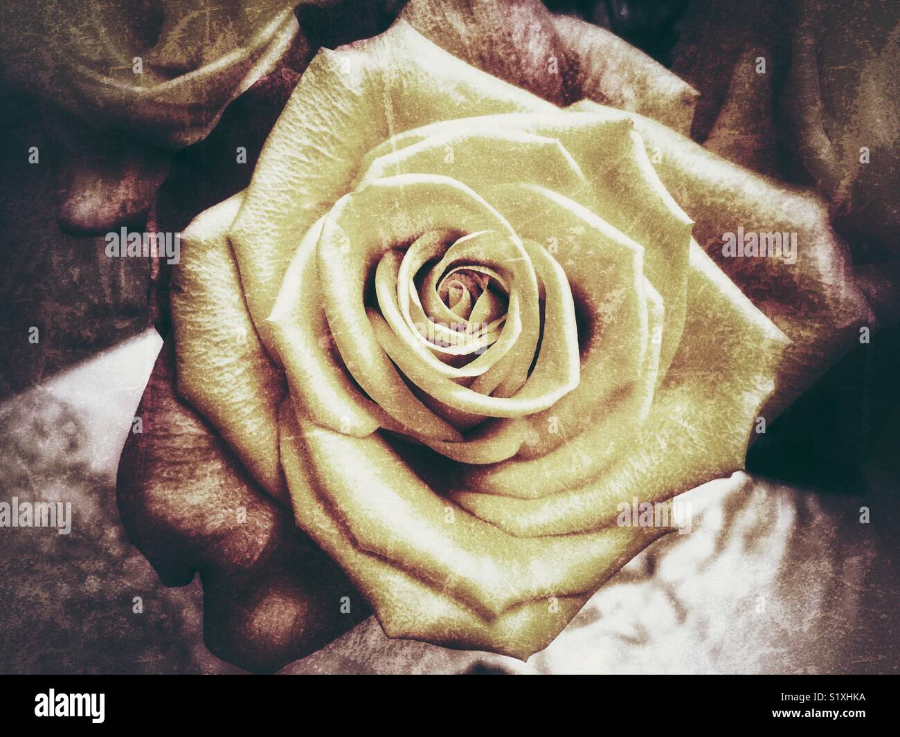 En fleur rose spectaculaire Banque D'Images