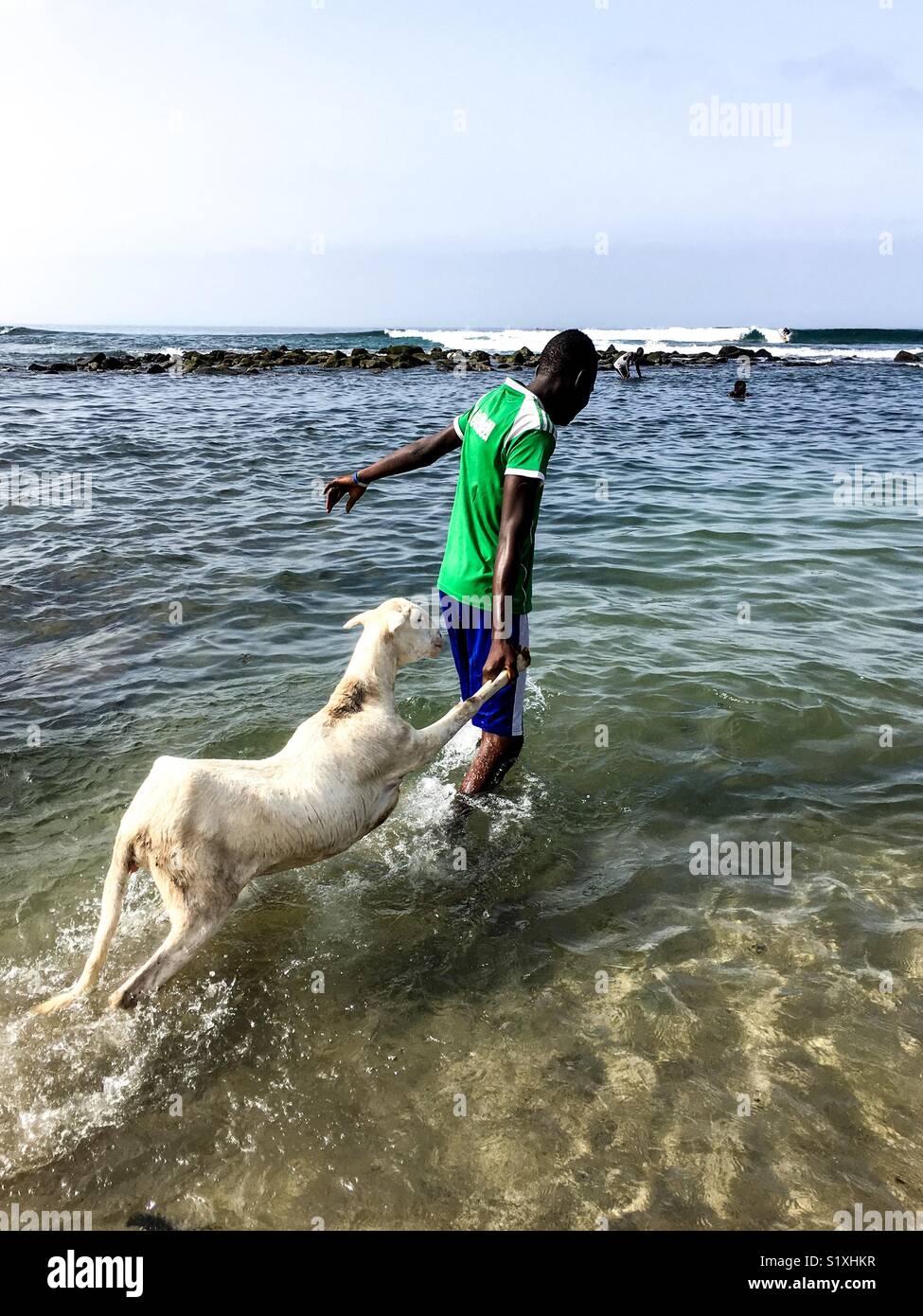 L'homme prenant ses brebis dans l'océan, pour la laver, Dakar, Sénégal Banque D'Images