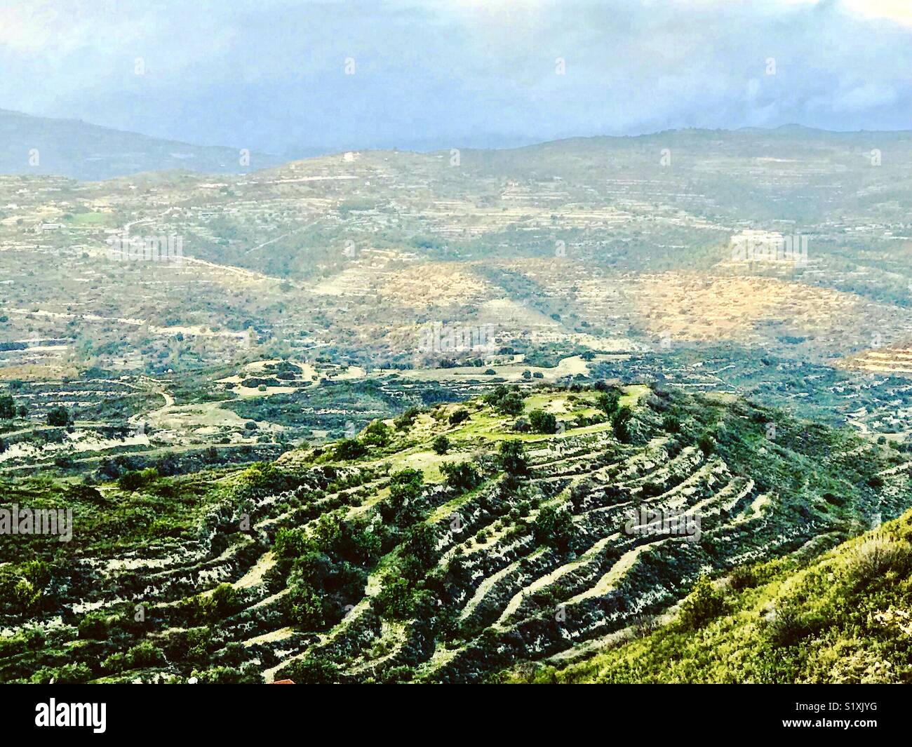 Vignobles en terrasses, les montagnes de Troodos, à Chypre Banque D'Images