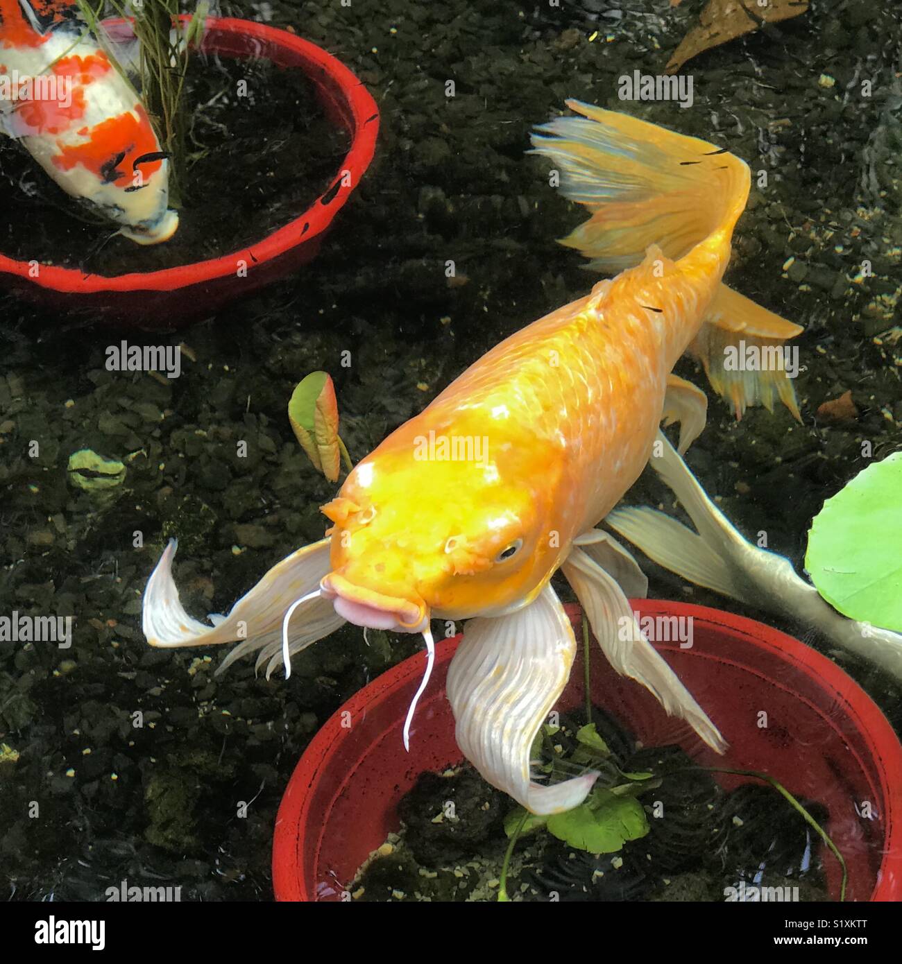 Koi de poissons dans un étang, Kailua-Kona, Hawaii Banque D'Images