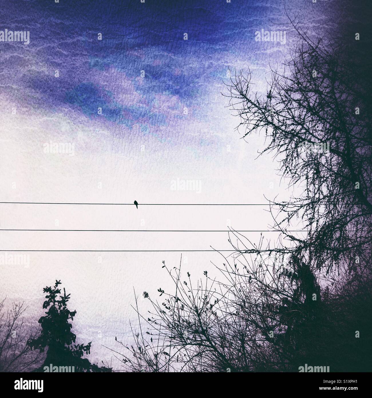 Oiseau tourterelle seul sur un fil avec l'image entourée d'arbres et de créativité traitées - Image de stock capturée avec un smartphone