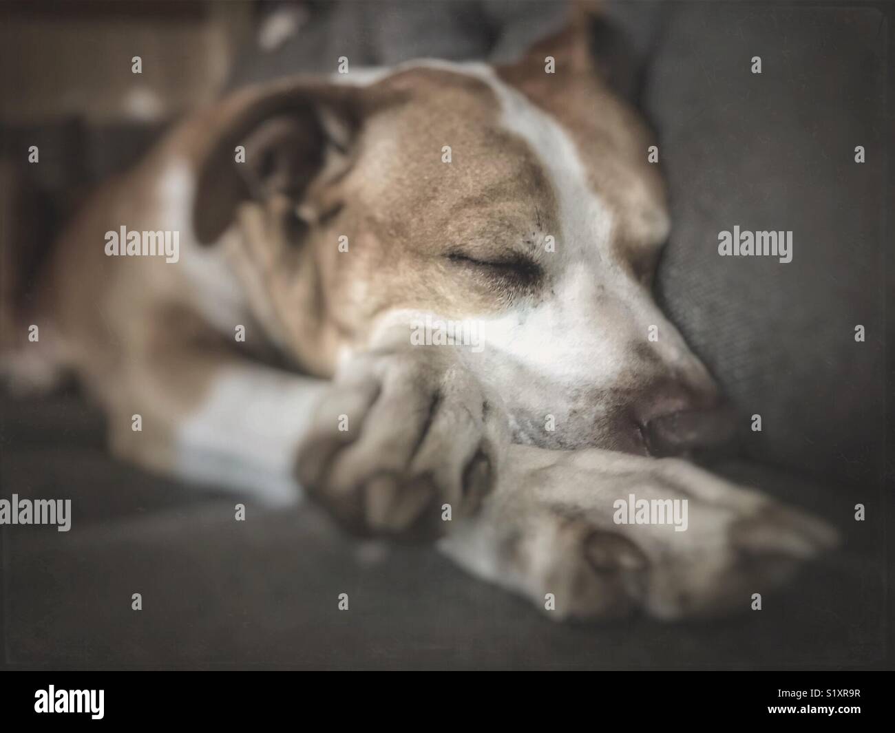 Grand chien couchage sur canapé Banque D'Images