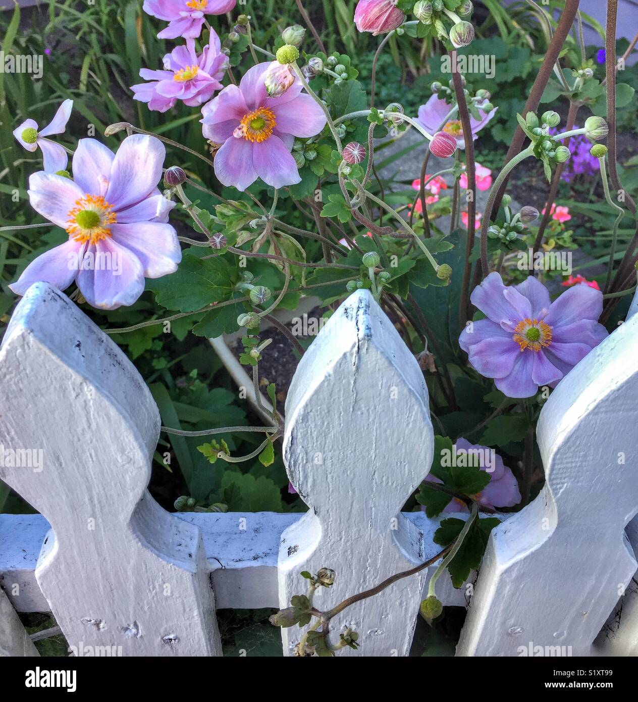 Fleurs derrière une clôture blanche - Image de stock capturée avec un smartphone