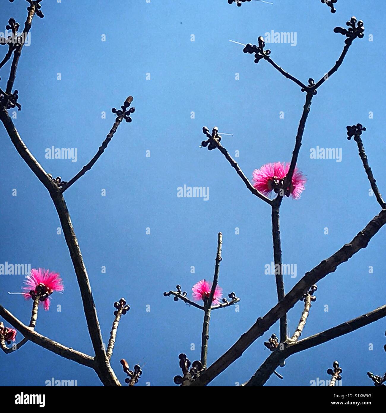 Fleurs roses dans un arbre dans le jardin d'Etnobotanico Oaxaca, Mexique - Image de stock capturée avec un smartphone