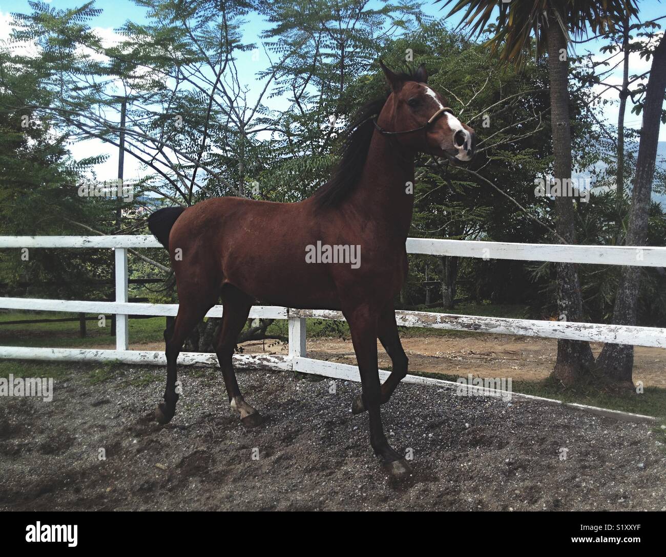 Beau cheval galopant - Image de stock capturée avec un smartphone