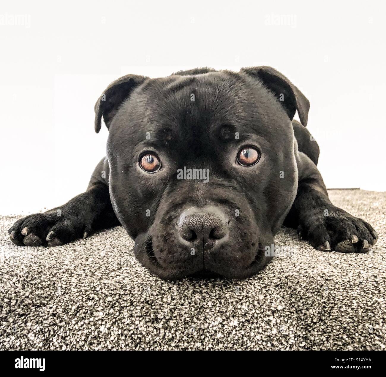 Staffordshire Bull Terrier chien couché sur un haut de l'escalier avec de grands yeux ronds Banque D'Images