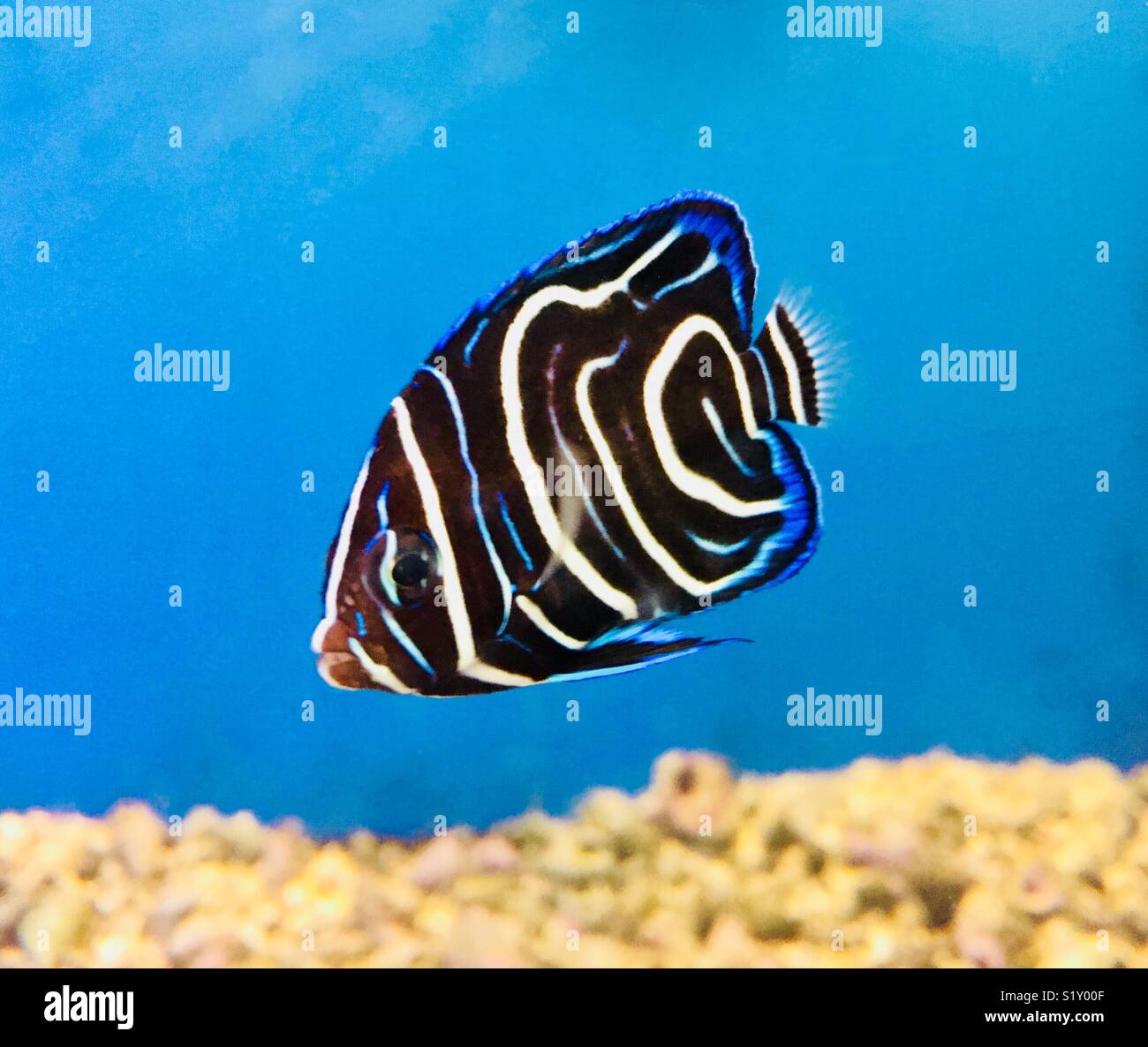 Noir et blanc dynamique et bleu poisson tropical (Coran juvénile Pomacanthus semicirculatus angelfish) dans l'eau claire Banque D'Images