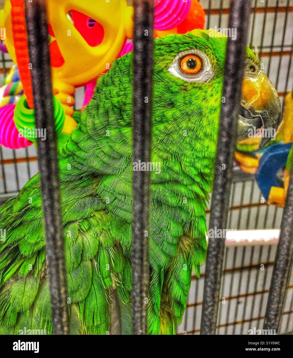 À couronne jaune Amazon parrot avec des yeux l'air de derrière les barreaux  de la cage Photo Stock - Alamy