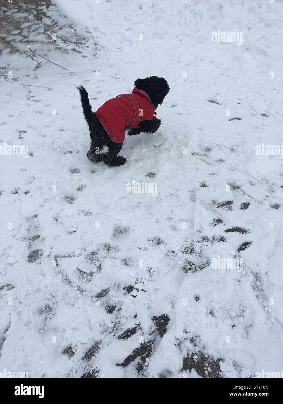 Le chien de neige Jet Banque D'Images