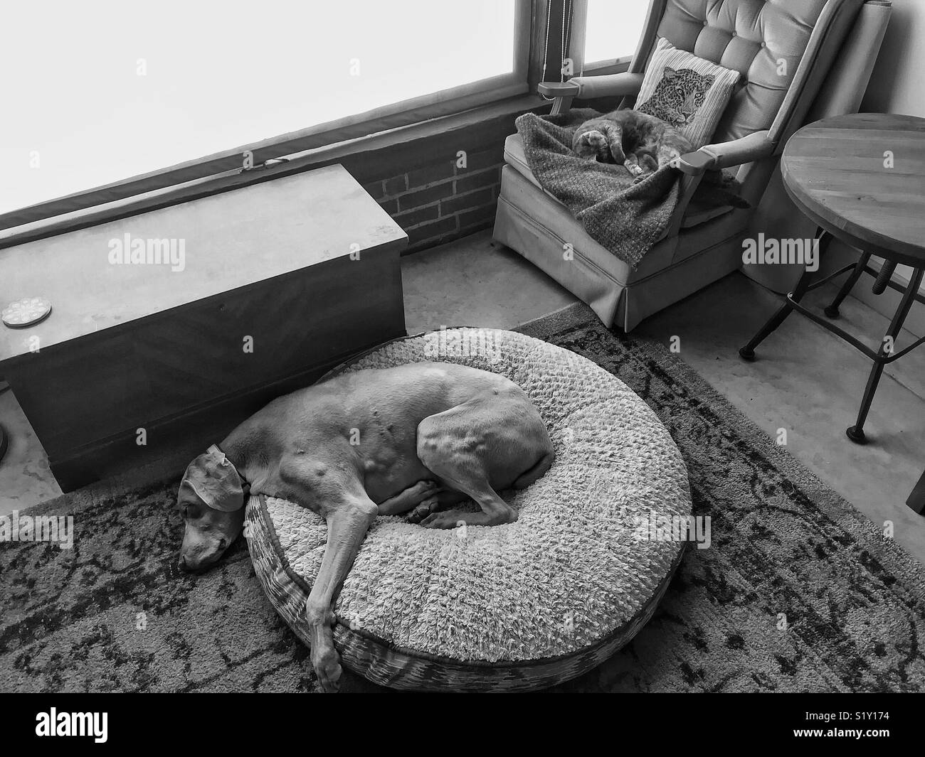 Braque de maturité et les jeunes chat écaille de dormir. Banque D'Images