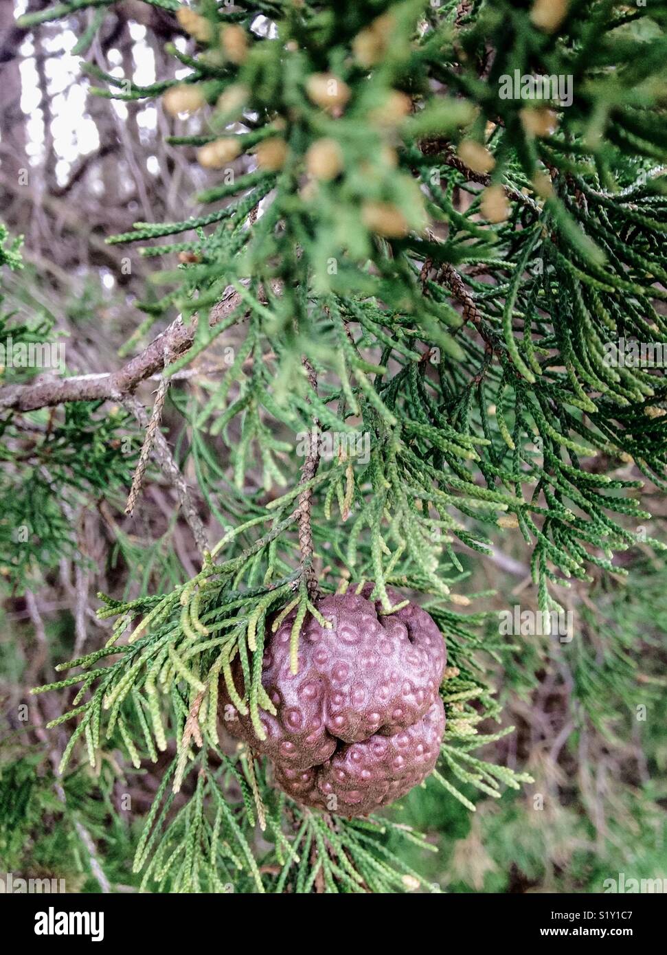 Cèdre rouge de l'Est Gall, causée par Gymnosporangium juniperi-virginianae Banque D'Images