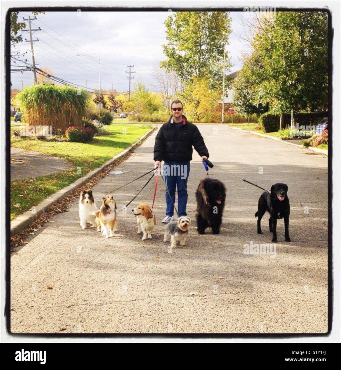 Dog walker avec sa meute de chiens Banque D'Images