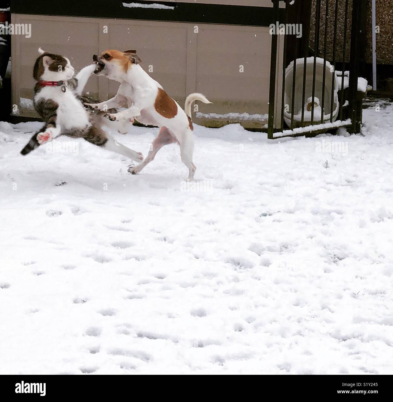 Photo d'action de l'angus et Gretel jouer dans la neige Banque D'Images