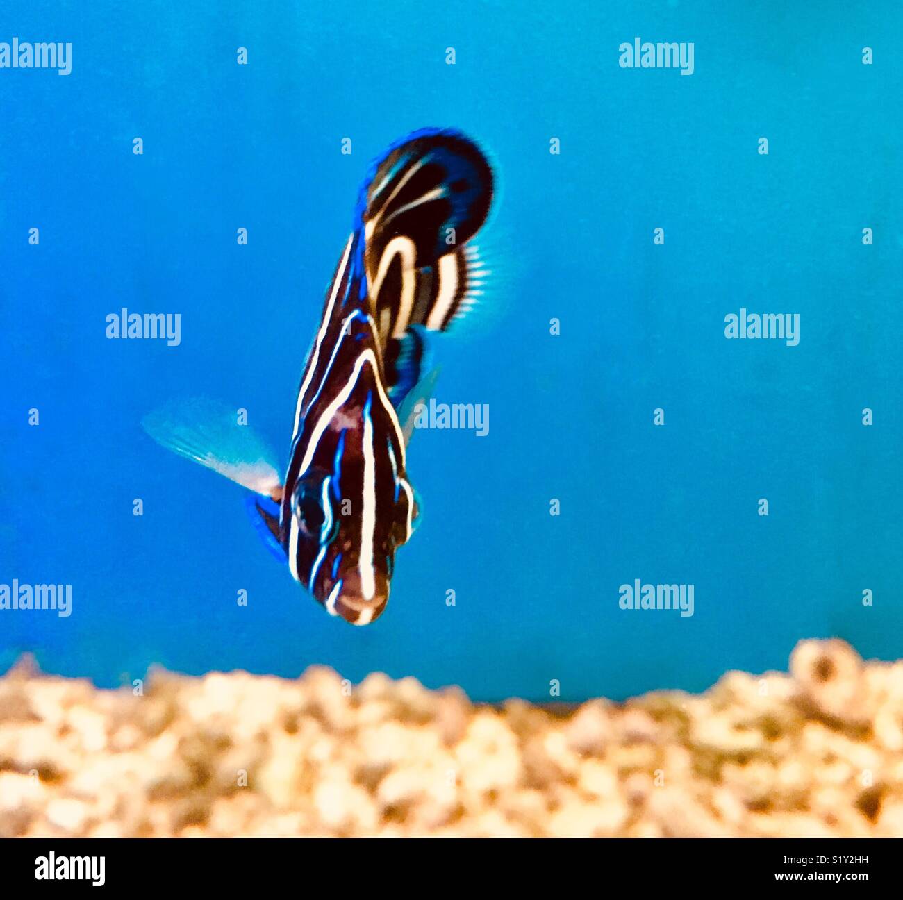 Noir et blanc dynamique et bleu poisson tropical (Coran juvénile Pomacanthus semicirculatus angelfish) à la caméra en Banque D'Images