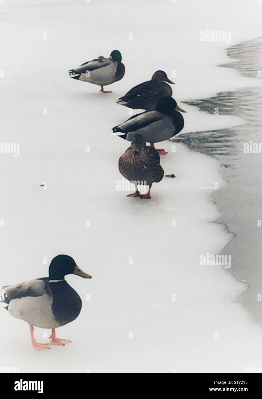 Canards sur un lac gelé Banque D'Images