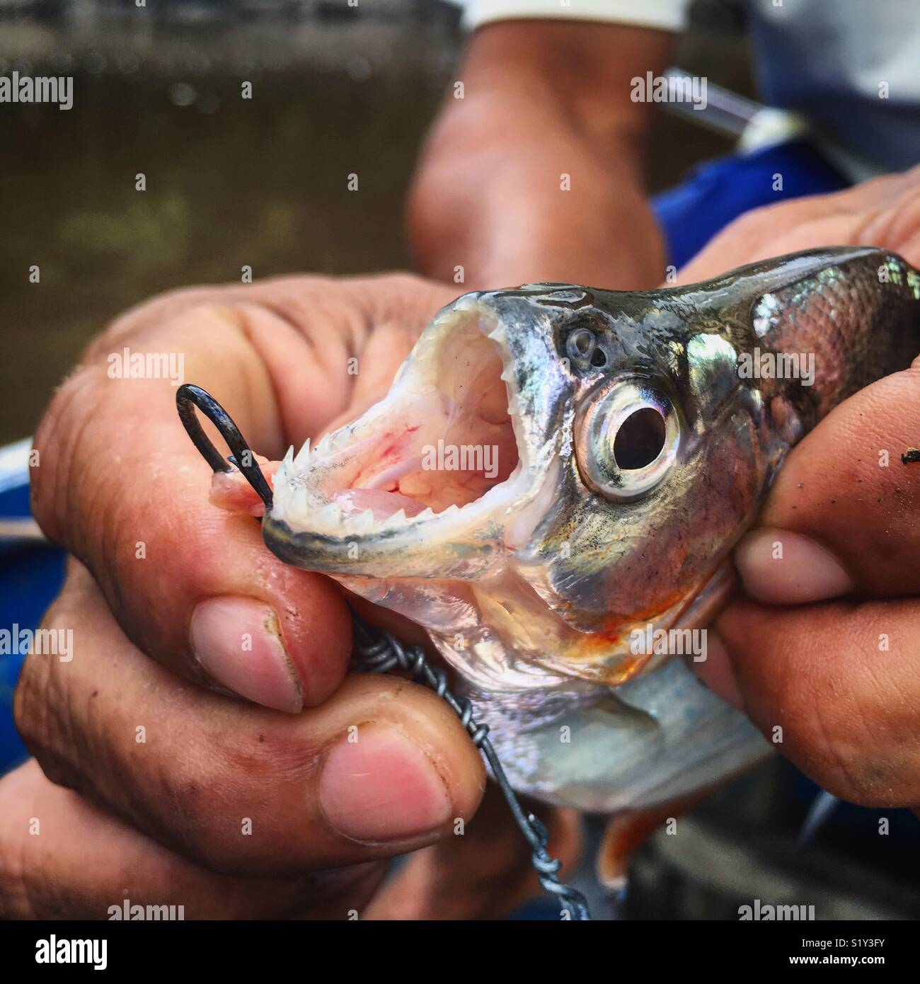 Poisson dents Banque de photographies et d’images à haute résolution Alamy