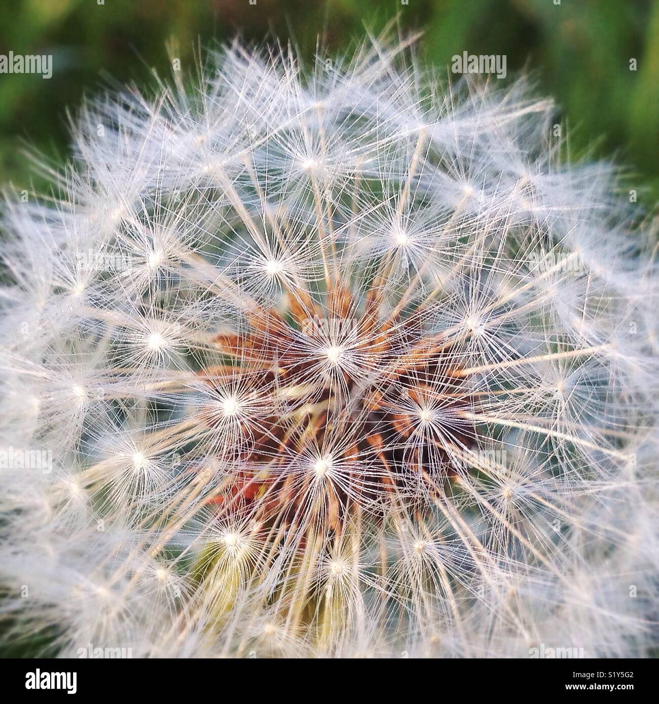 Gros plan de pissenlit Banque D'Images