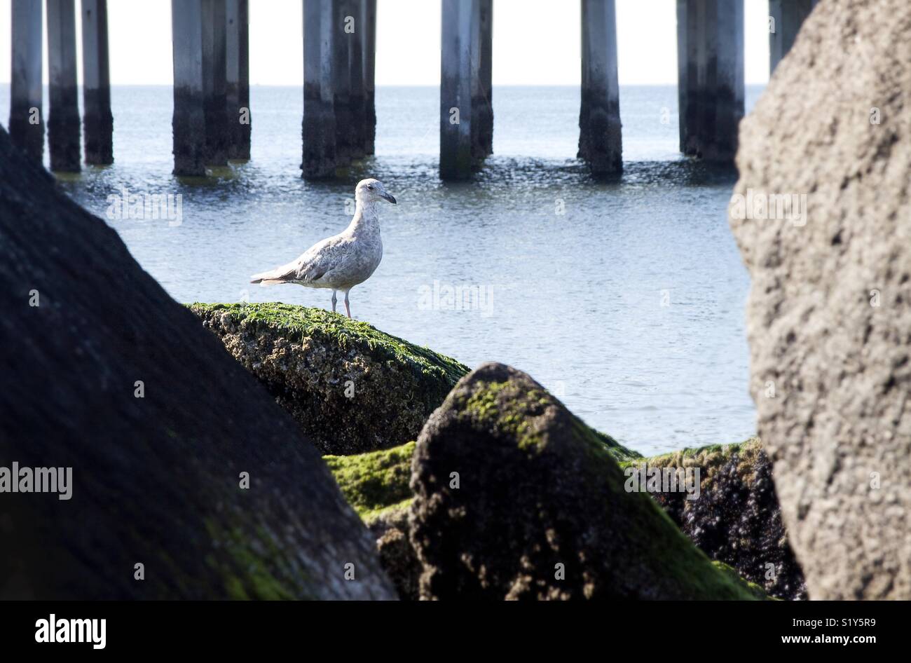 Une mouette debout sur un rocher sur la plage - Image de stock capturée avec un smartphone