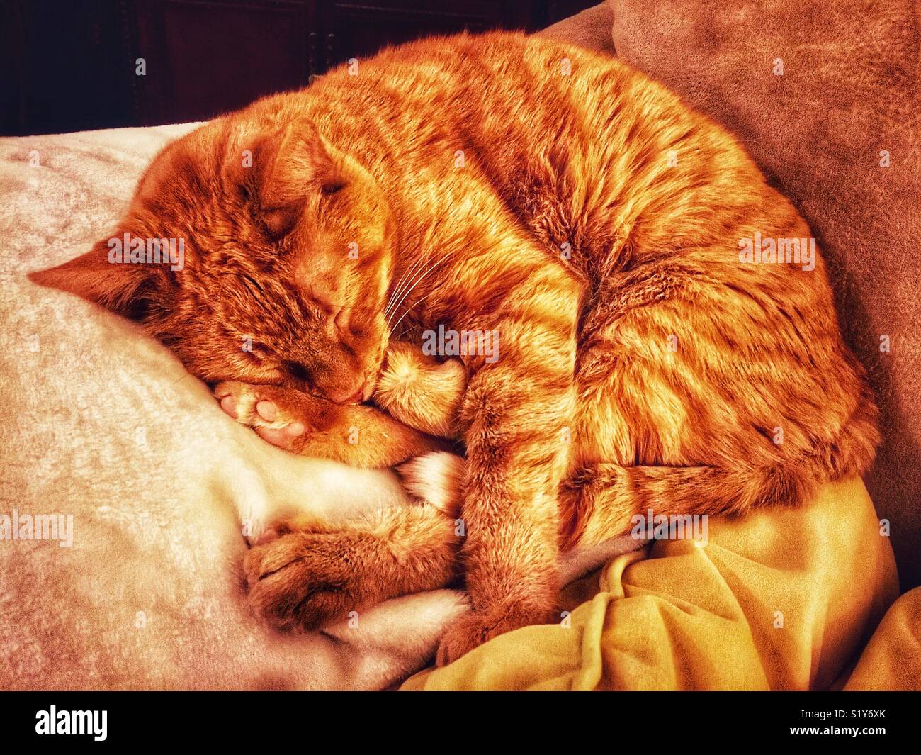 Sleeping cat orange sur la table à côté d'oreiller Banque D'Images