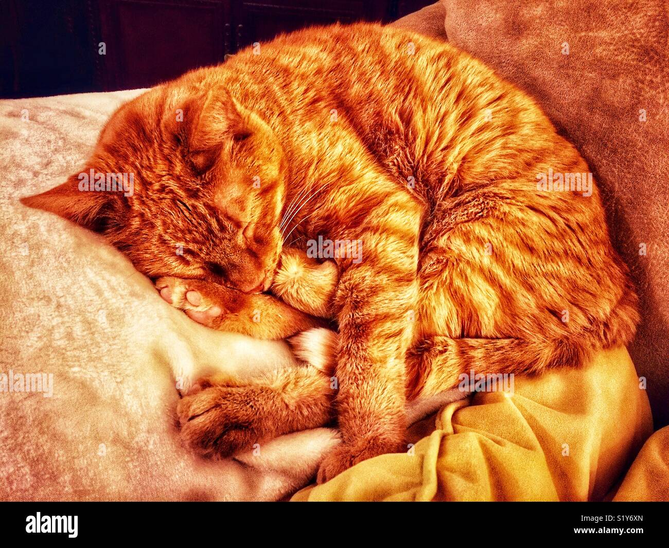 Sleeping cat orange sur la table à côté d'oreiller Banque D'Images