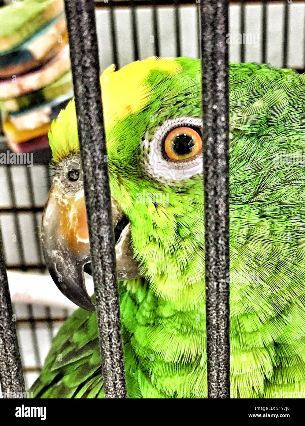 Gros plan du couronné jaune amazon Parrot de l'Amérique du Sud Photo Stock  - Alamy