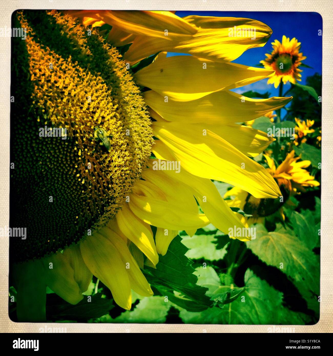 Christmas wreath - Image de stock capturée avec un smartphone