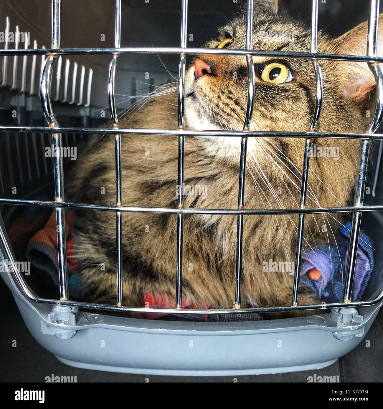 Cat voyageant dans une voiture à un transporteur de chat Banque D'Images
