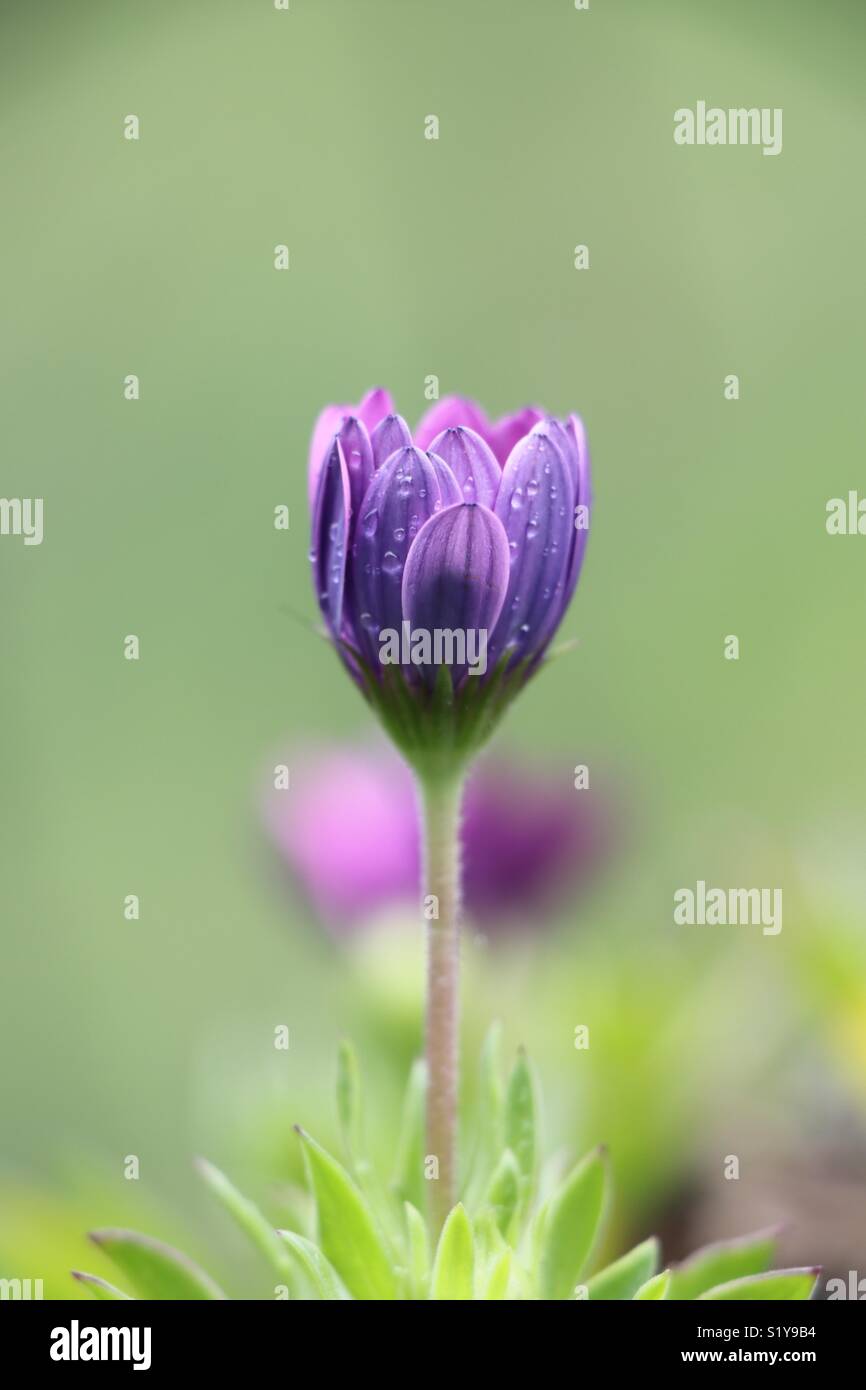 Purple Daisy flower - Image de stock capturée avec un smartphone