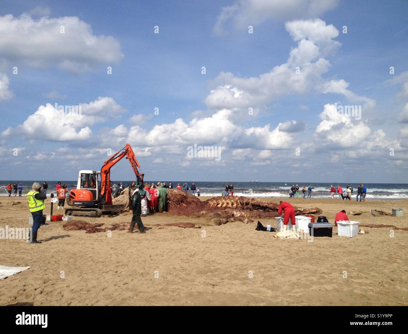 Rorqual commun échoué sur la plage de Scheveningen (Pays-Bas). Banque D'Images