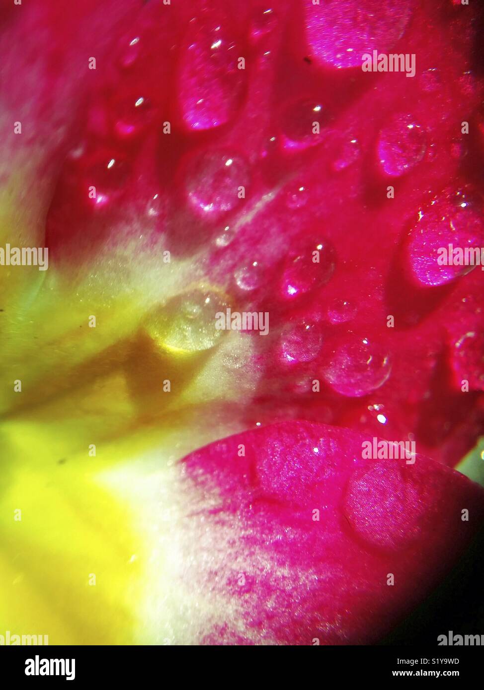 Fleur Primrose avec des gouttelettes. Banque D'Images