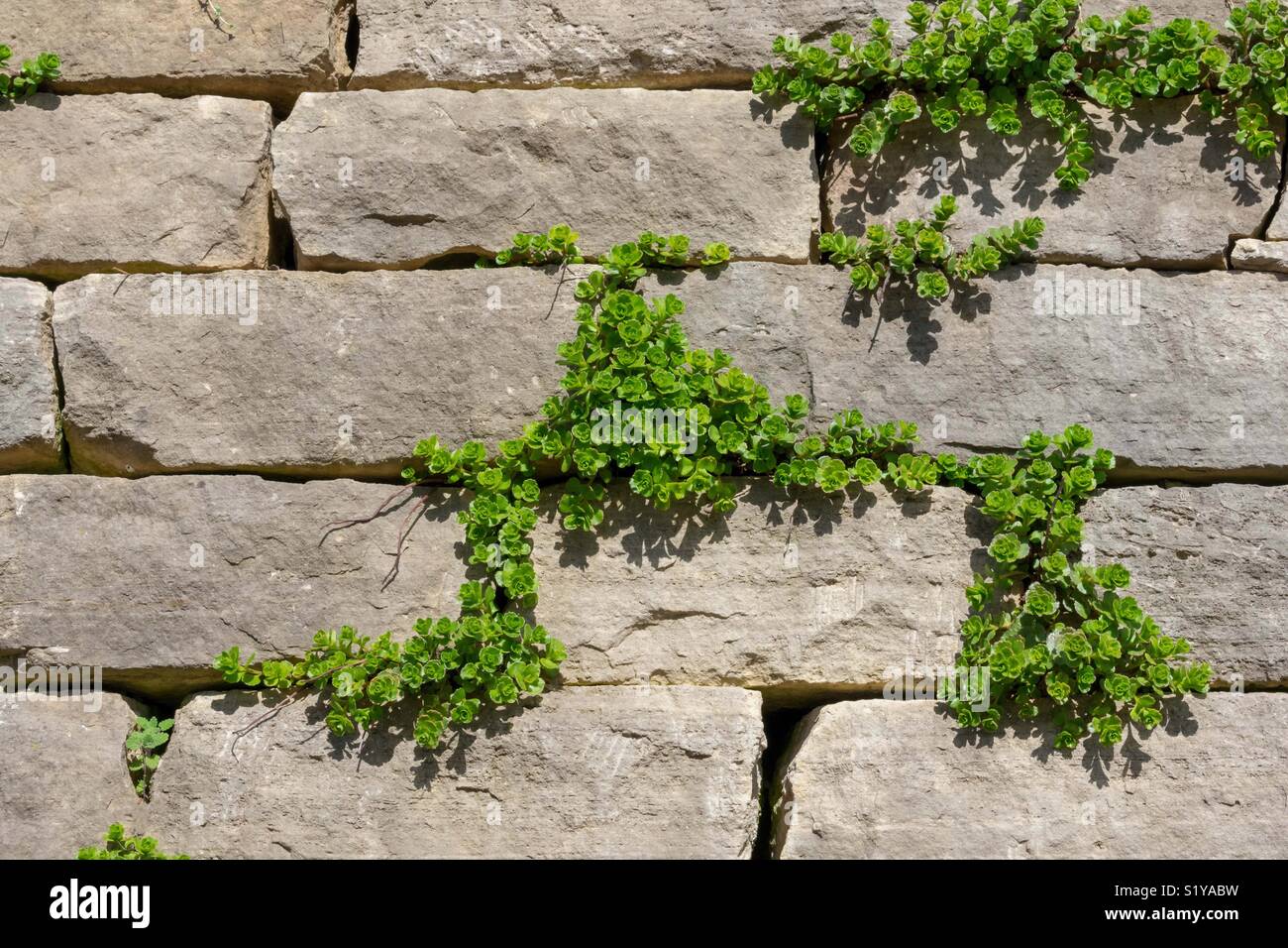 Gros plan du mur en brique calcaire vert avec plantes grimpantes pour background Banque D'Images