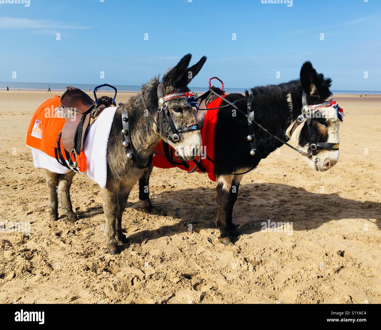 Des ânes sur la plage Banque D'Images