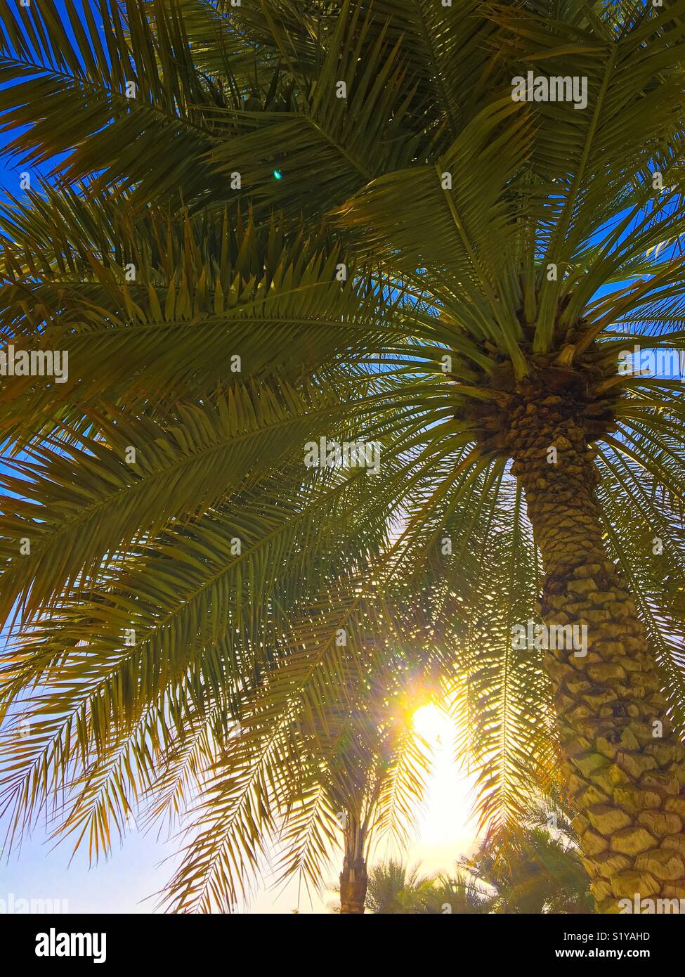 Lever du soleil au moyen d'un dattier, Muscat, Oman Banque D'Images