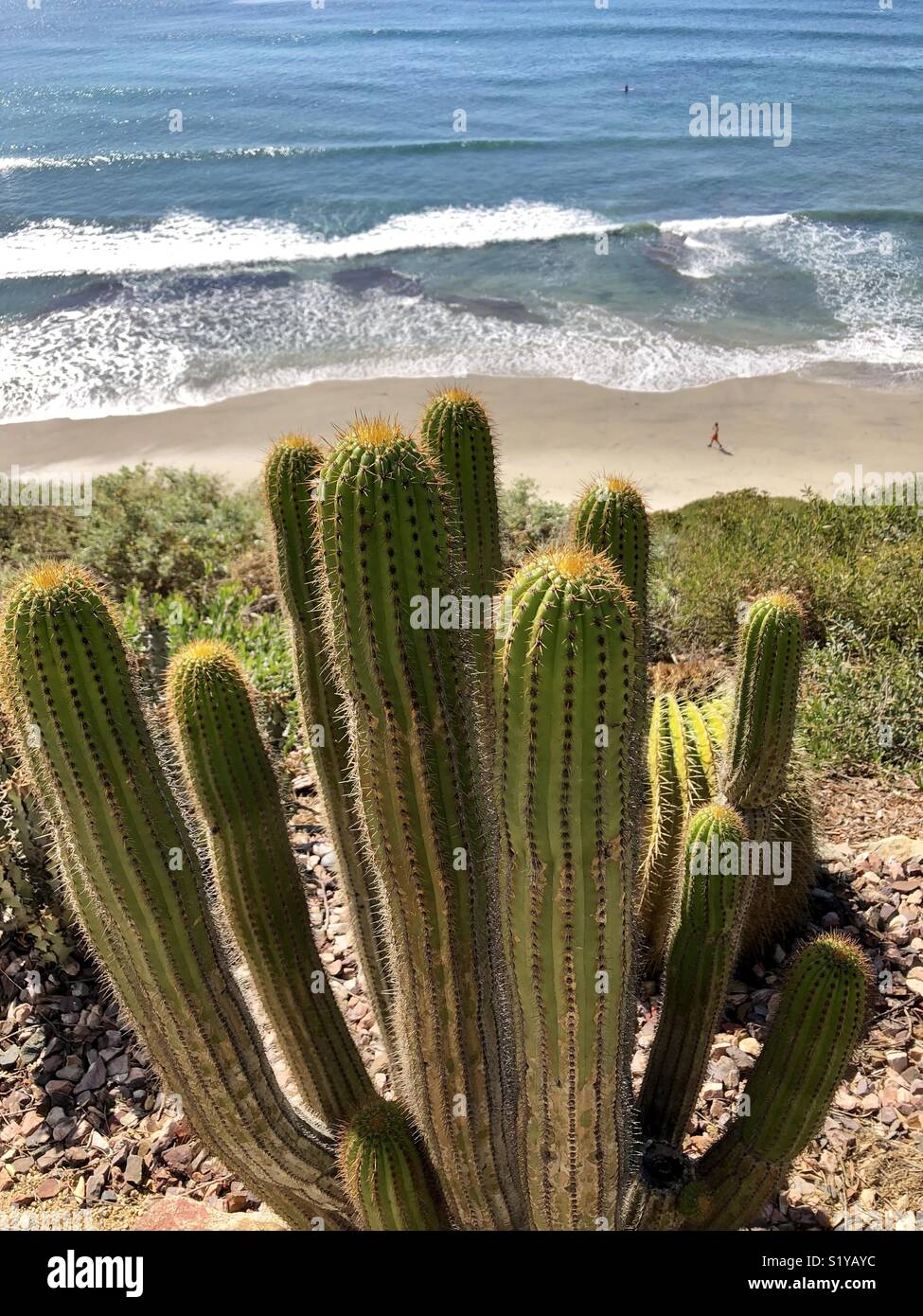 Cactus au bord de la mer Photo Stock - Alamy