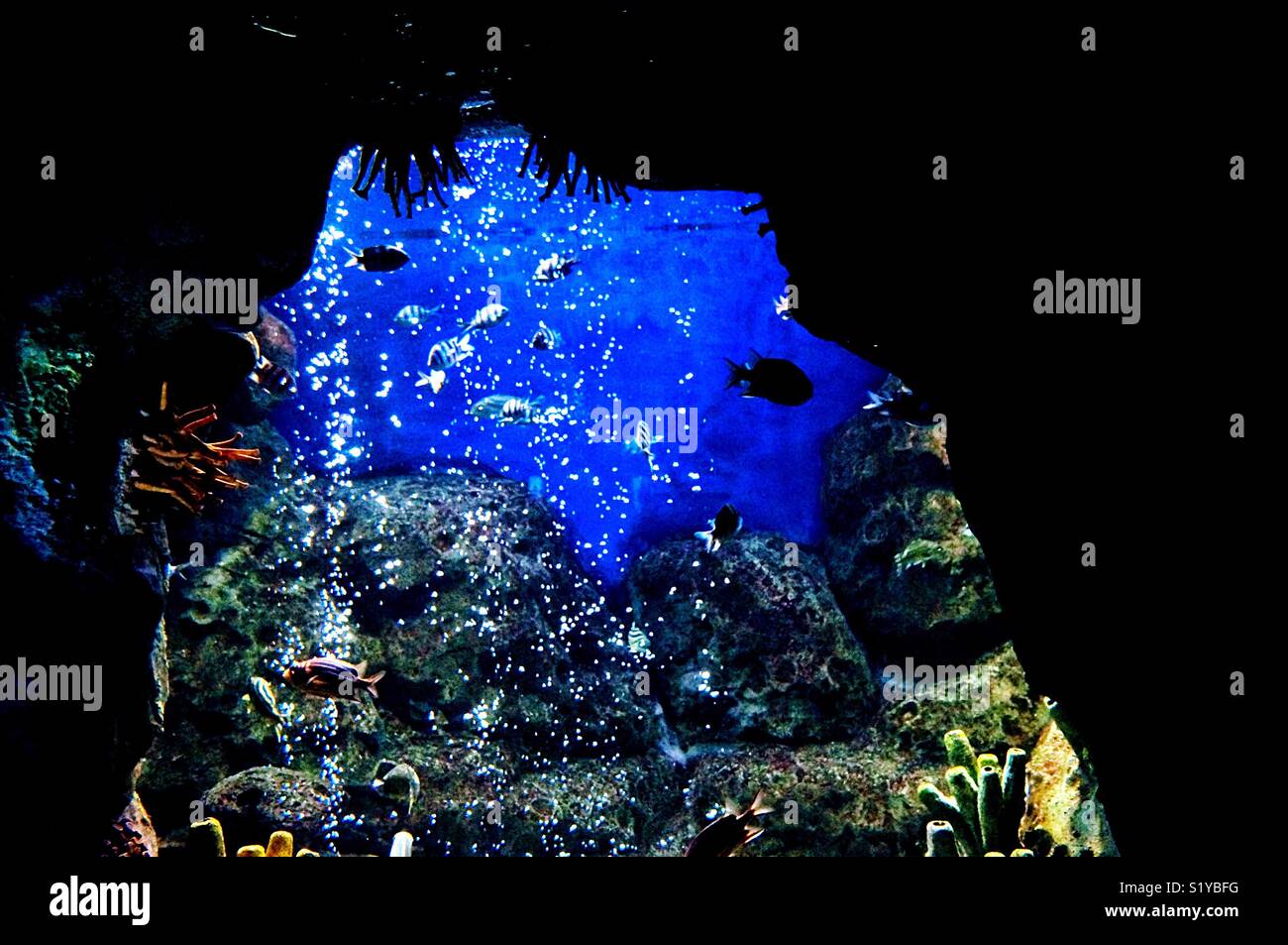 Monde sous-marin - Image de stock capturée avec un smartphone
