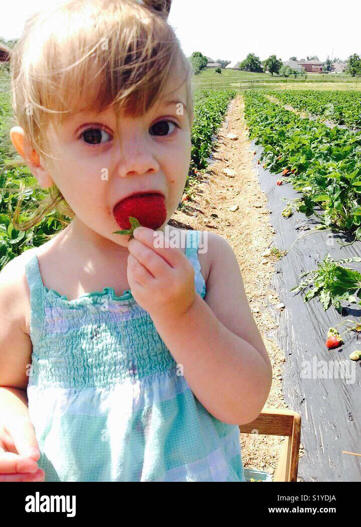Une petite fille bénéficie d'une fraise alors que cueillir des baies dans une fraiseraie. Banque D'Images