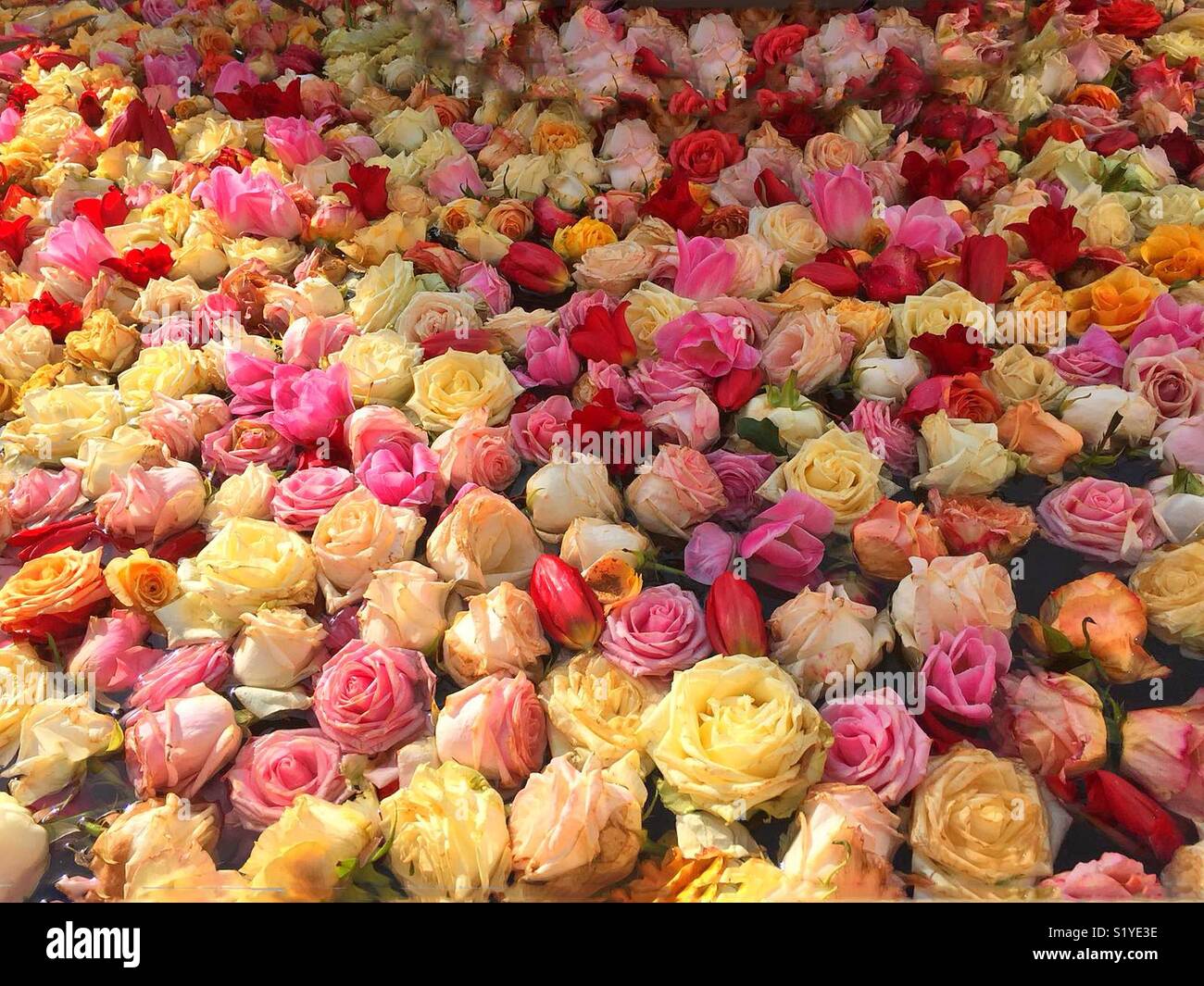 Tout cela les roses sont la mienne, j'apprécie ! - Image de stock capturée avec un smartphone
