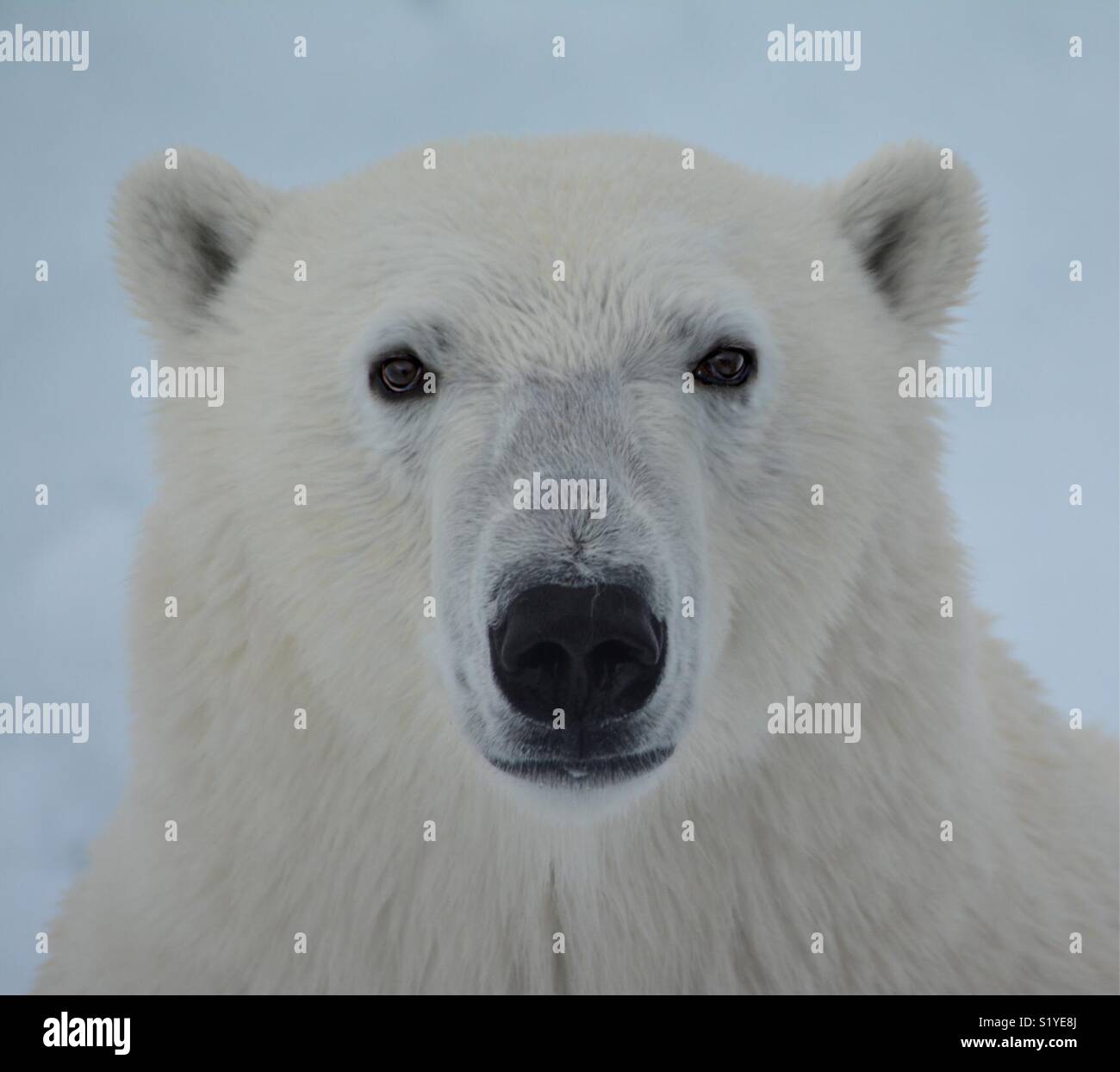 Portrait de l'ours polaire- France Banque D'Images