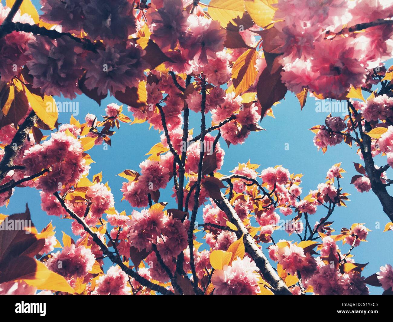 Le printemps est là ! Cherry Blossom Banque D'Images
