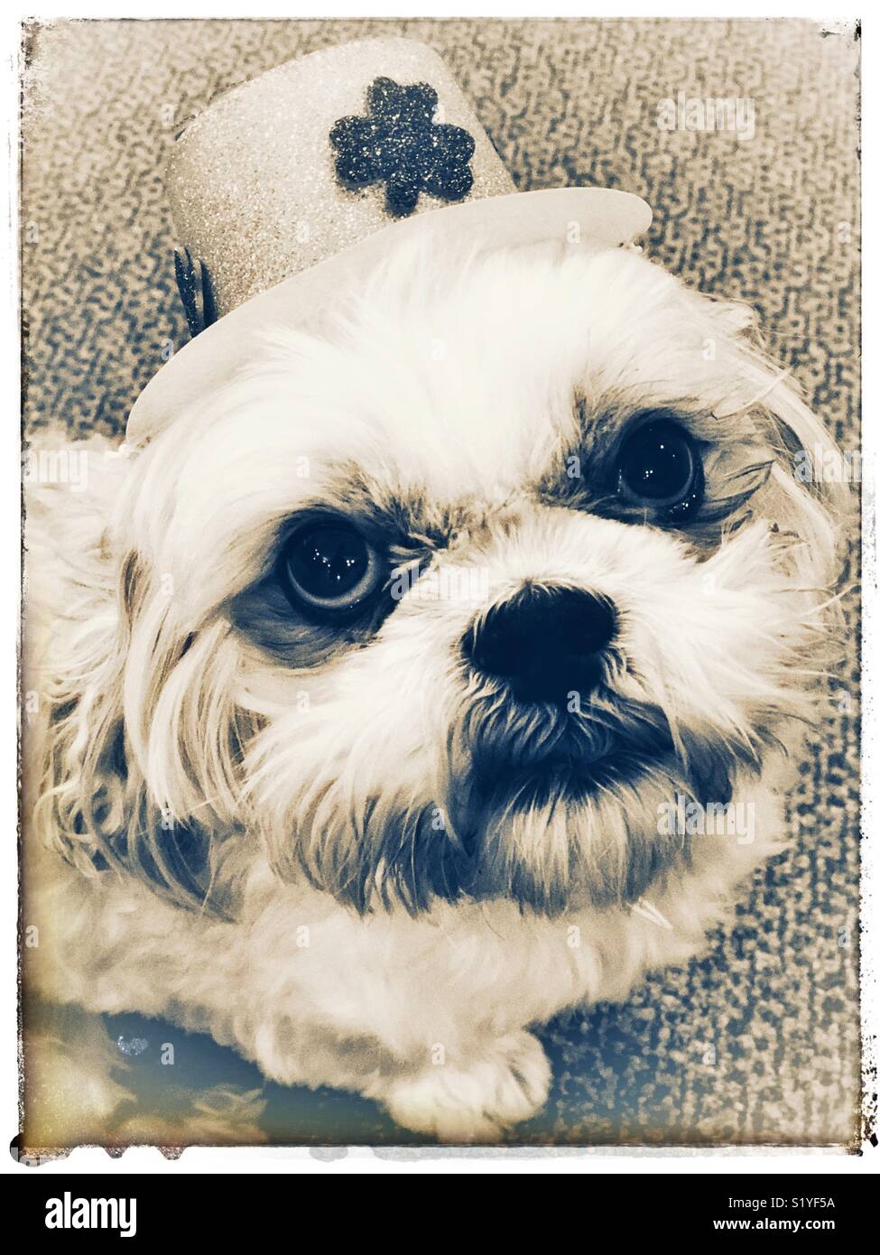 Casquette de baseball Shih Tzu - France