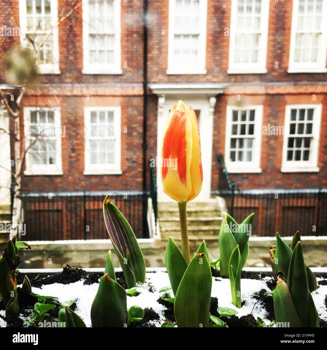 Lonely tulip en hiver à la fenêtre Banque D'Images