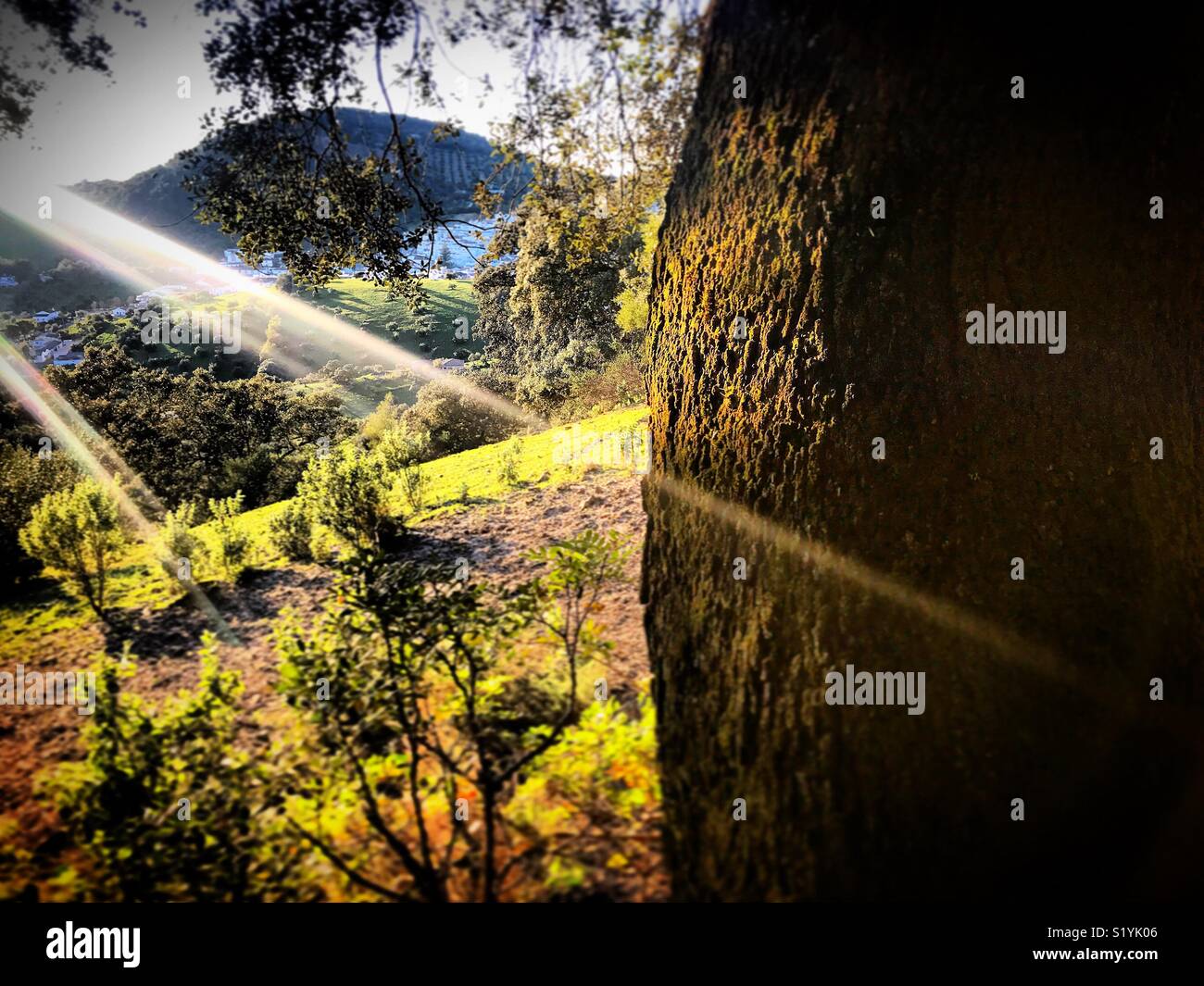 Les rayons du soleil illuminent un arbre en Prado del Rey, La Sierra de Cadiz, Andalousie, Espagne Banque D'Images