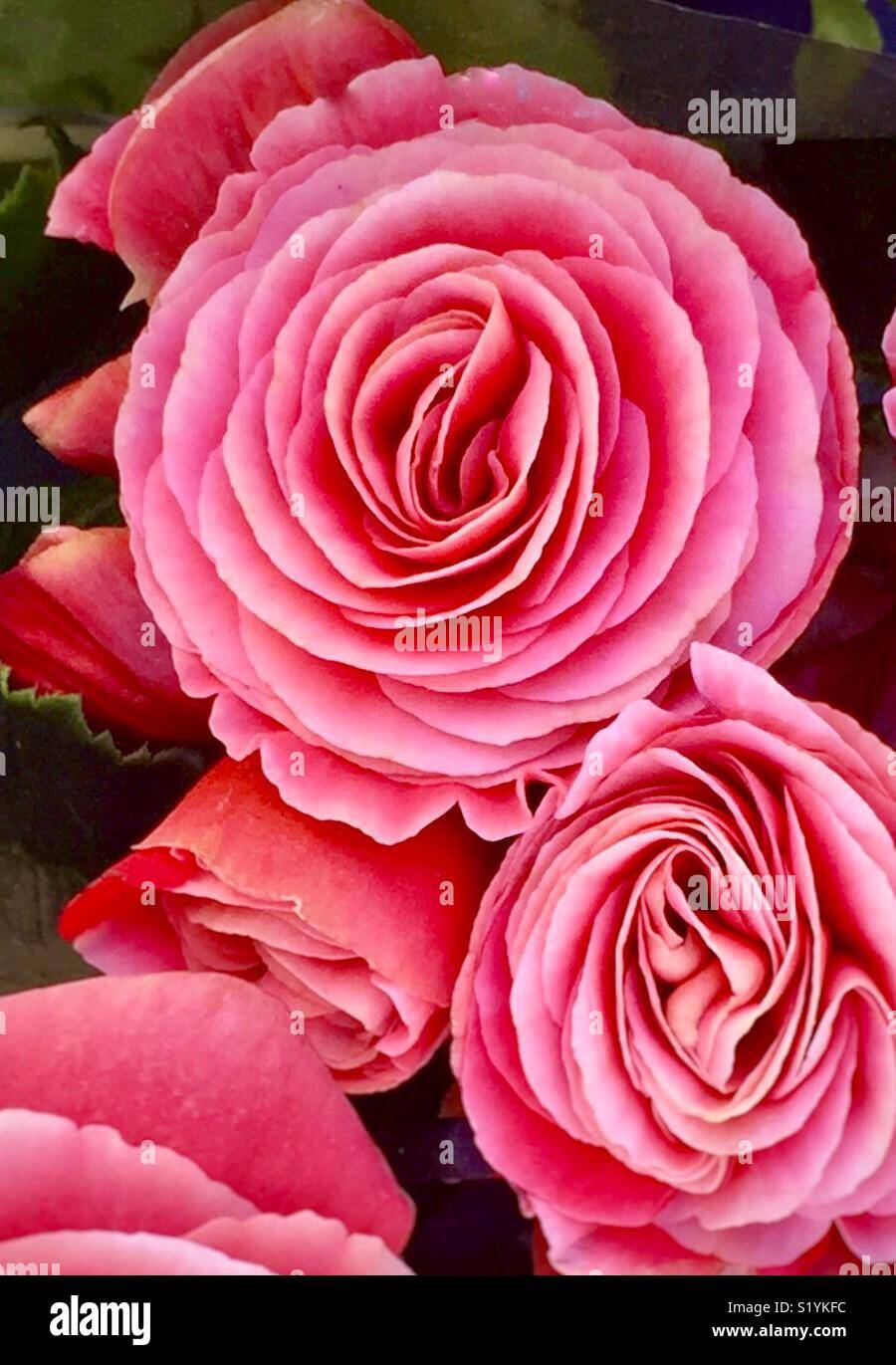 Flores rosas Banque de photographies et d'images à haute résolution - Alamy