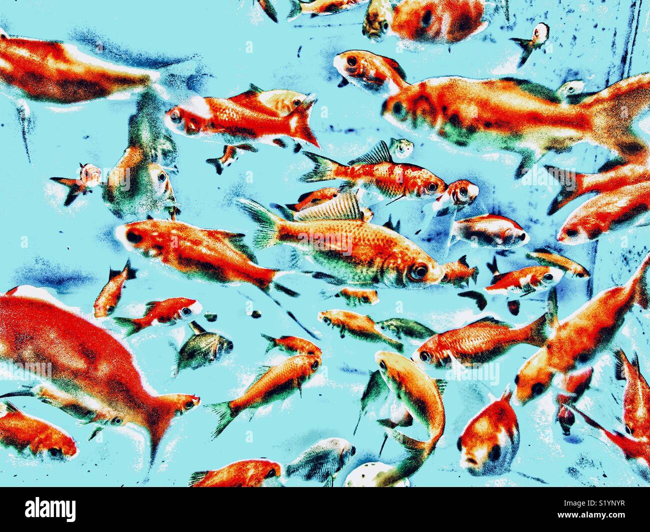 Avis d'un grand nombre de poissons rouges dans un aquarium Banque D'Images