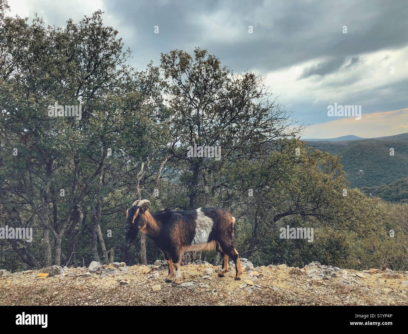 Chèvre sauvage Ardeche France - Image de stock capturée avec un smartphone