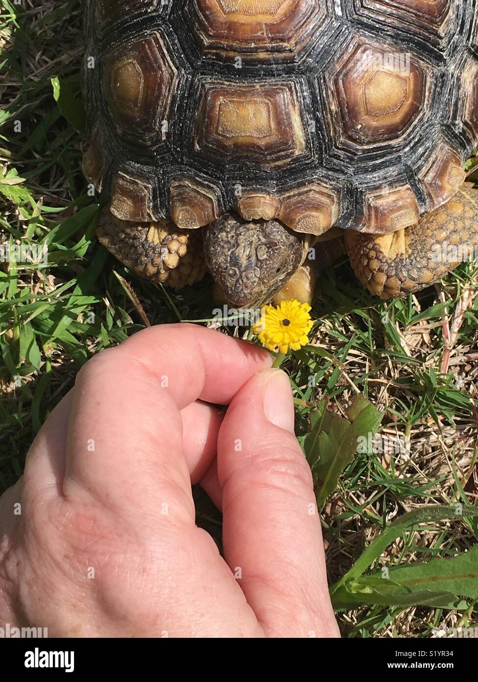 L'alimentation à la main à de jeunes Pissenlit jaune tortue du désert de Californie Banque D'Images