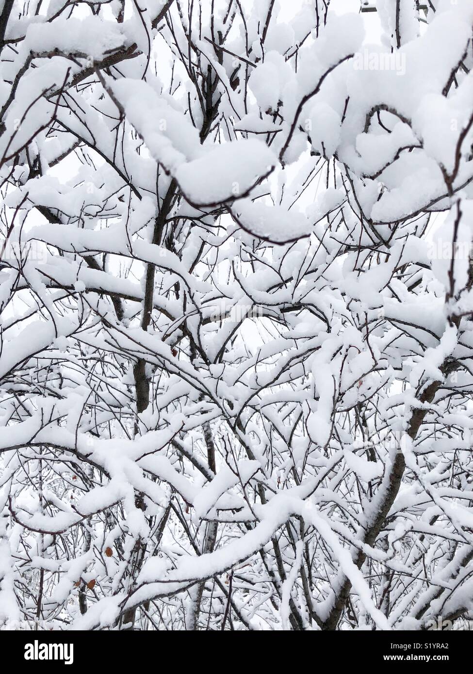 Couvert de neige des branches - Image de stock capturée avec un smartphone