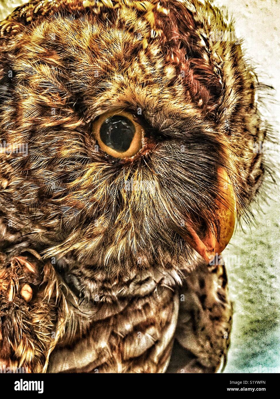 La taxidermie chouette rayée portrait Banque D'Images