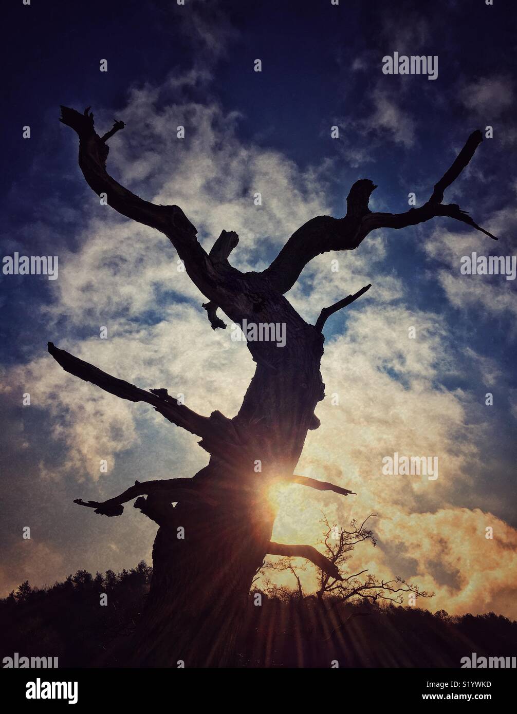 Arbre mort en silhouette avec soleil éclatant de derrière elle Banque D'Images
