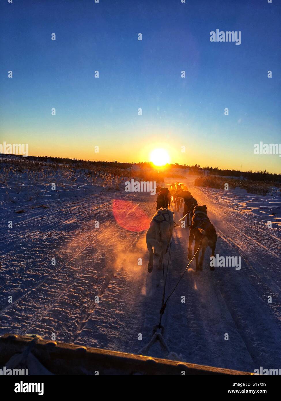 Traîneau à chiens dans l'Arctique le coucher du soleil Banque D'Images